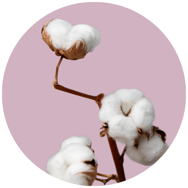 Bumbac Organic
